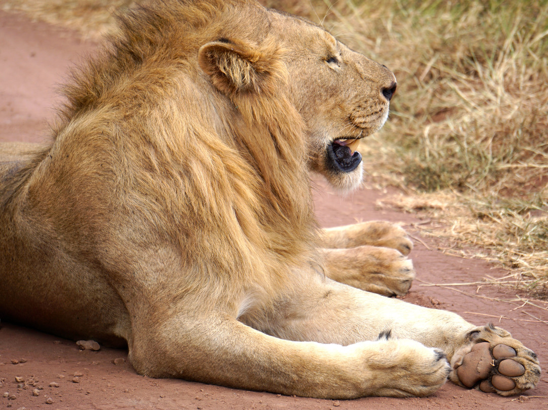 Watoto Wa Bingwa Safaris & Tours-阿鲁沙必去景点