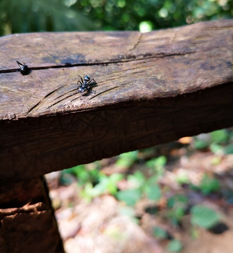 Cascadas de Pishurayacu-Tarapoto必去景点