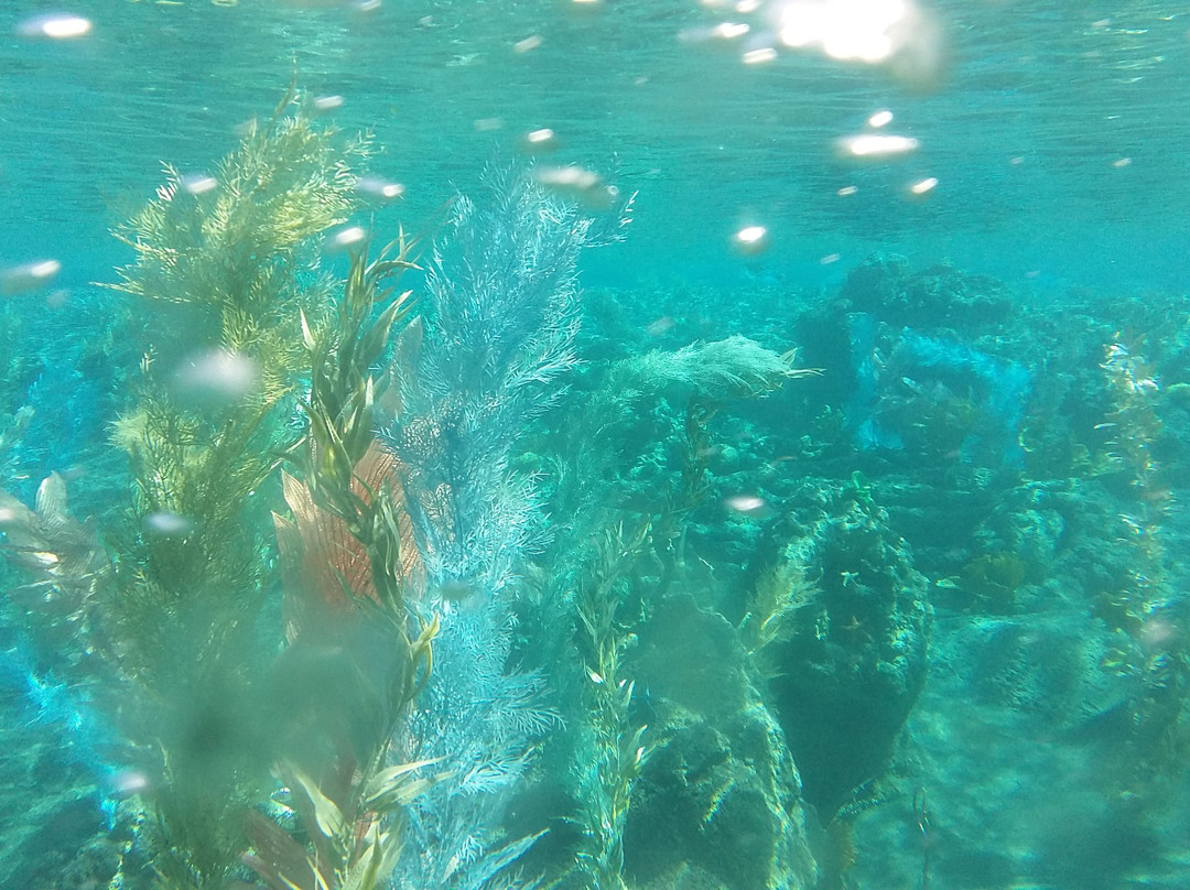 Finding Nemo Submarine Voyage-阿纳海姆必去景点