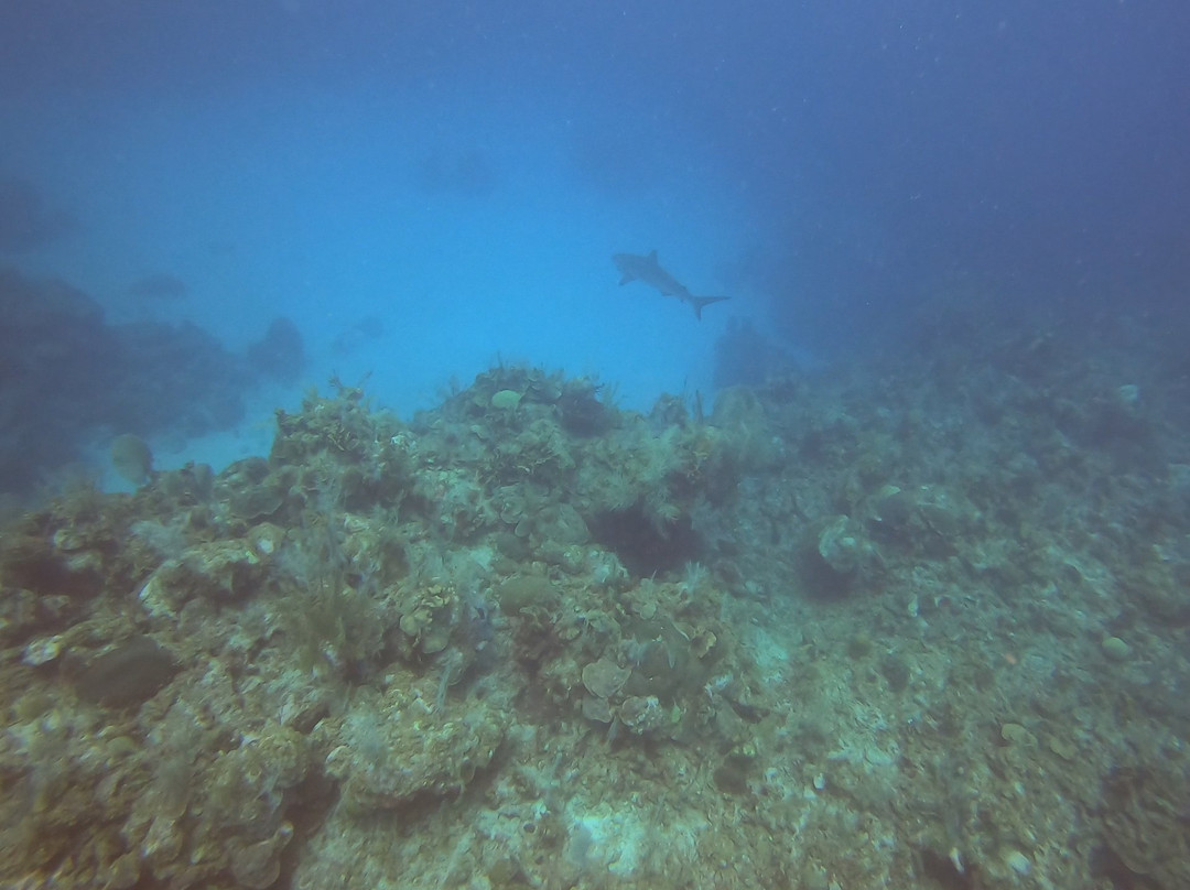 Cayman Turtle Divers景点图片