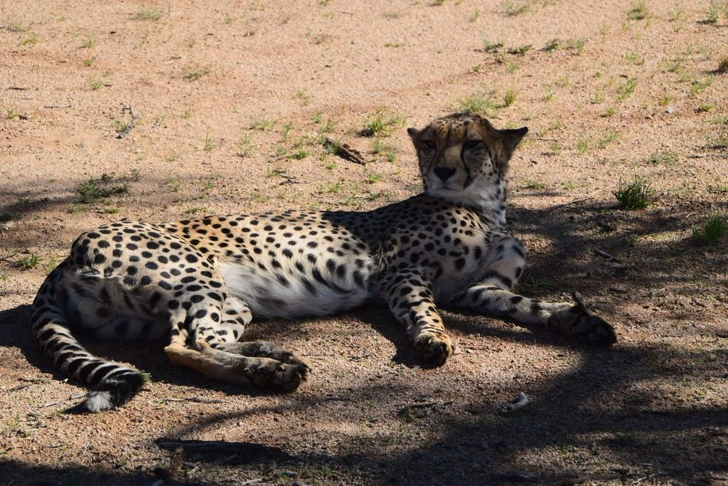 Namib Carnivore Conservation Centre-Solitaire必去景点