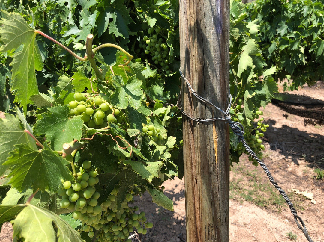 Black Mesa Winery-Velarde必去景点