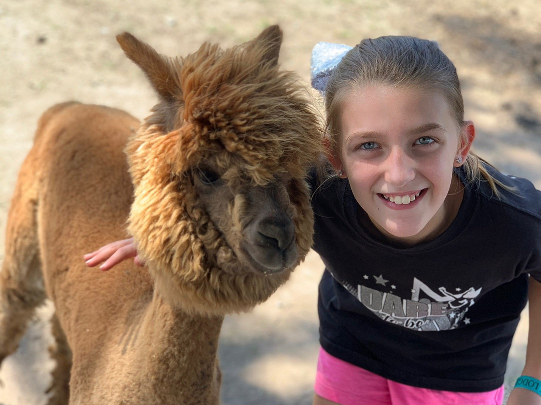 YaYa's Alpaca Farm-Garden City必去景点