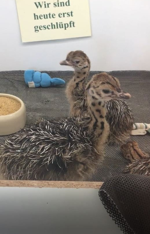 Straussenfarm Mhou-Rulzheim必去景点