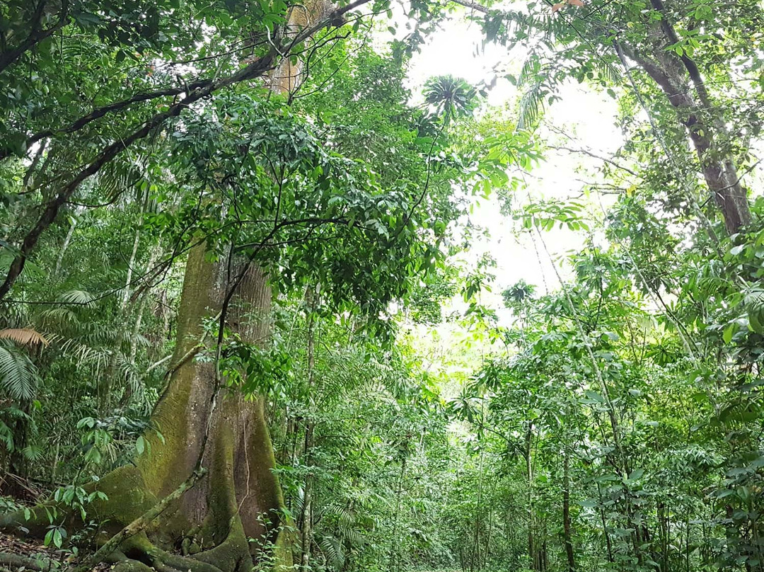 Parque Nacional Soberania景点图片