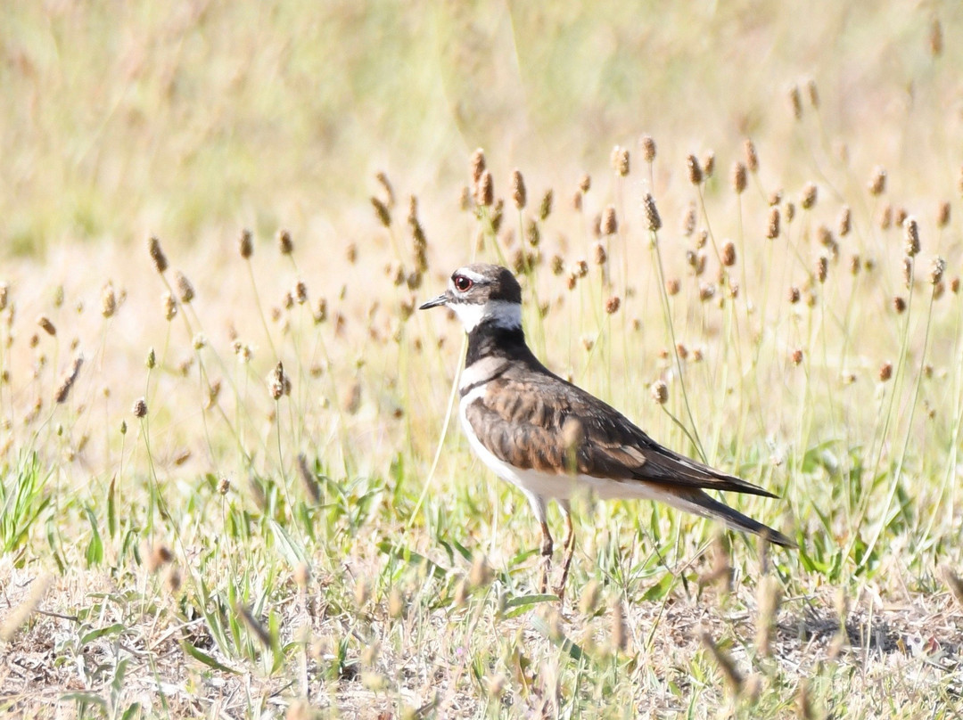 Page Springs Fish Hatchery-Cornville必去景点