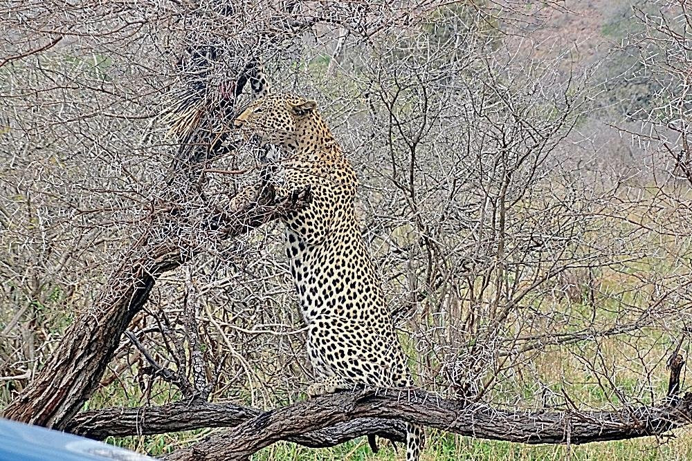 Heart of the Wild Tours & Safaris景点图片