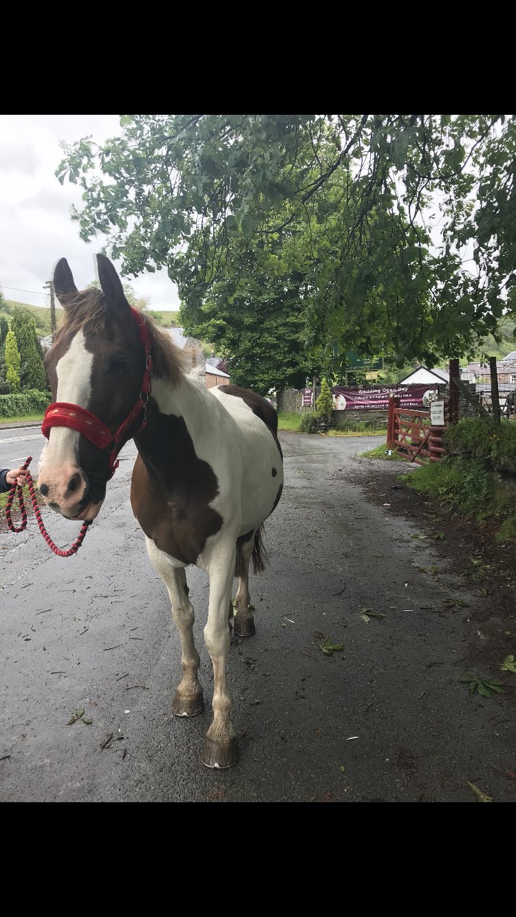 彭特利马术酒店-portrait