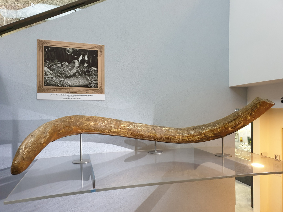 Herman Otto Museum景点图片
