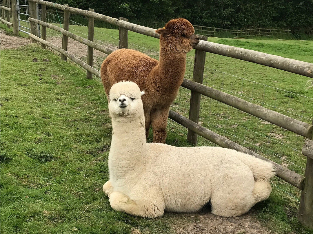 Patou Alpacas-惠灵顿必去景点