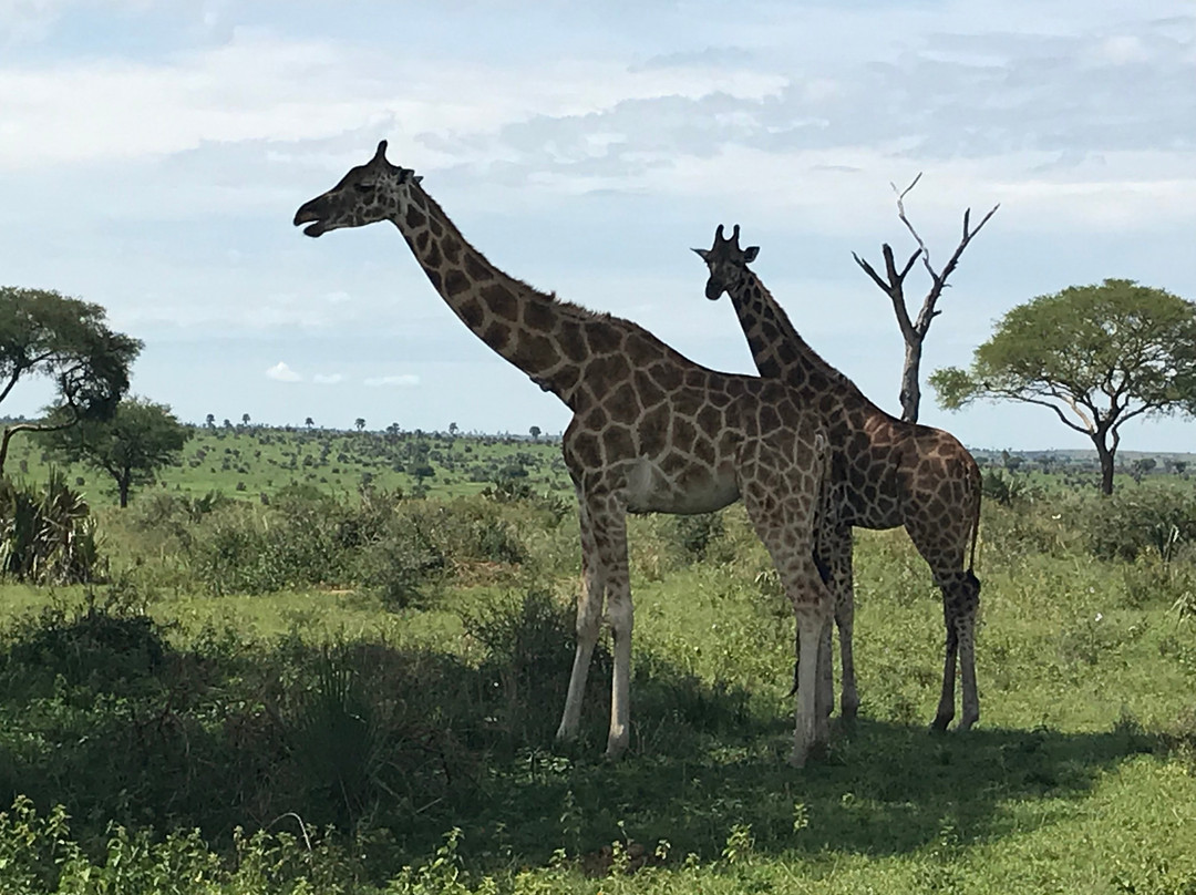 Engagi Safaris-恩德培必去景点