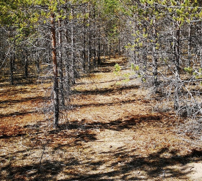 Puuvuori-Ylojarvi必去景点