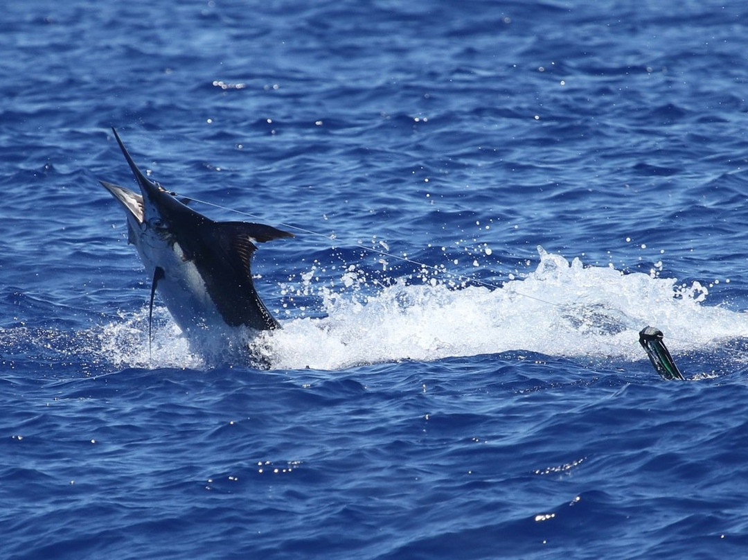 Marlin Magic Sport Fishing-凯鲁瓦-柯纳必去景点