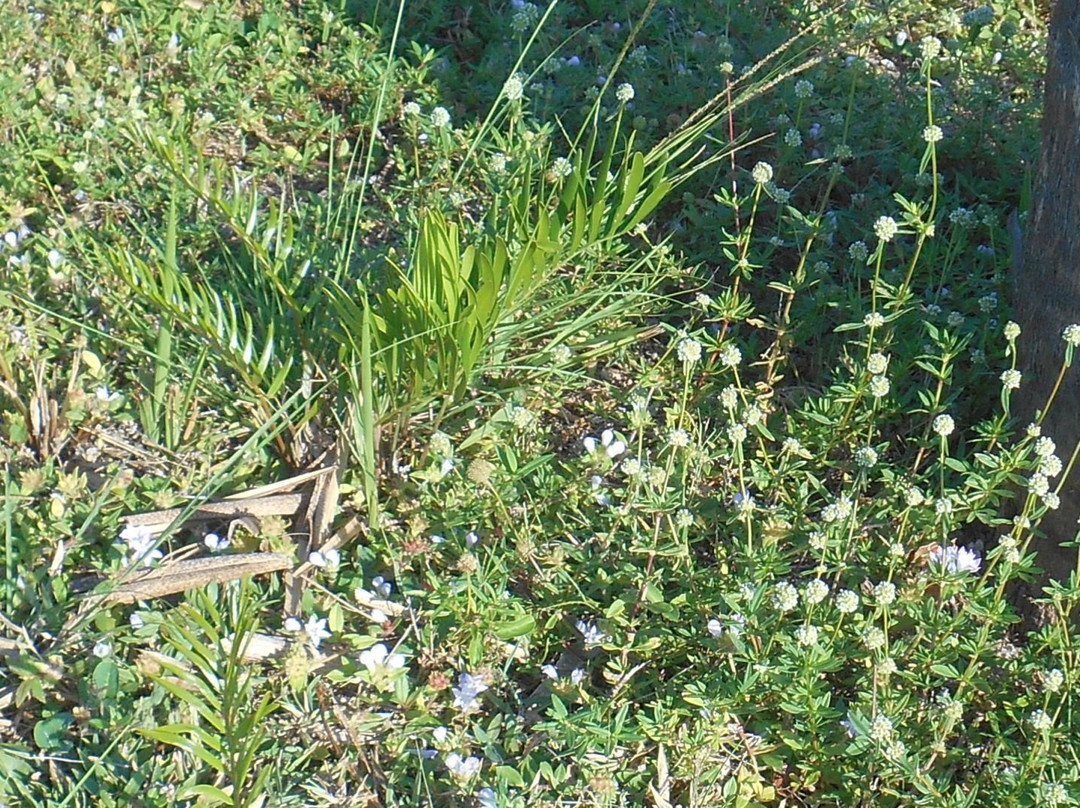 Spring Lake Park-夏洛特港必去景点