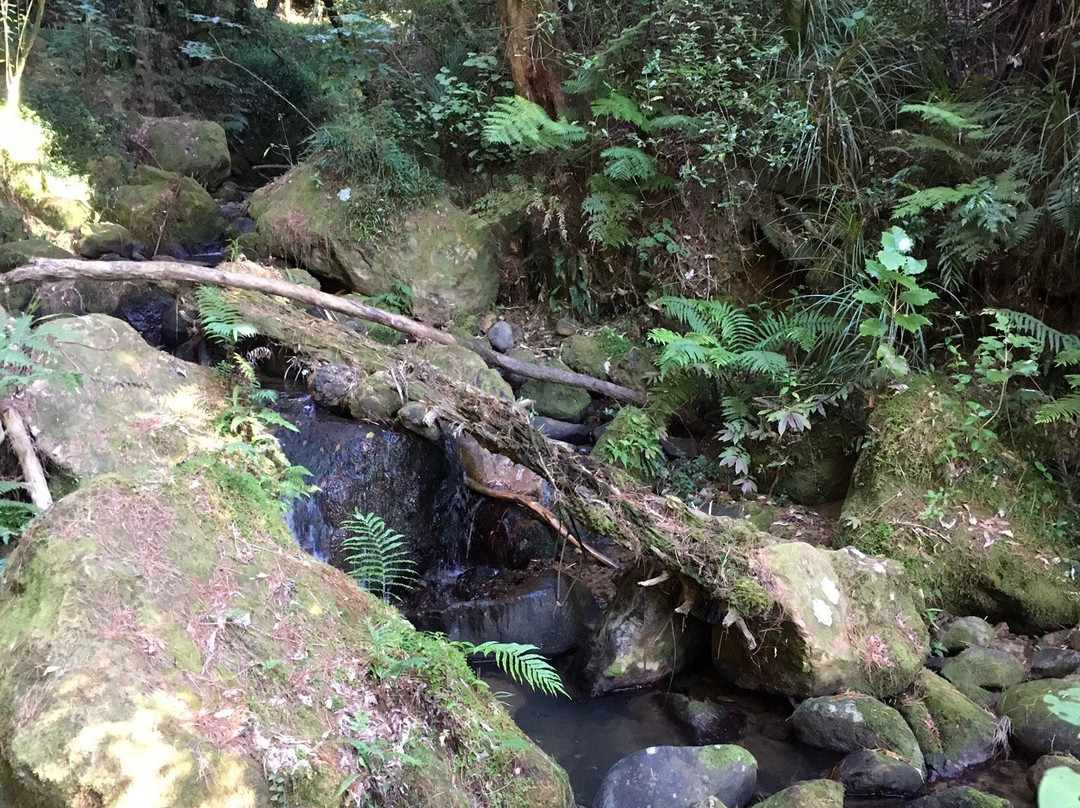 Karangahake Mountain Track Loop-Waikino必去景点