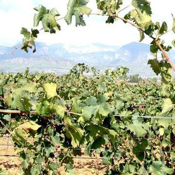 Sa Clasta Wine Tours-马洛卡帕尔马必去景点