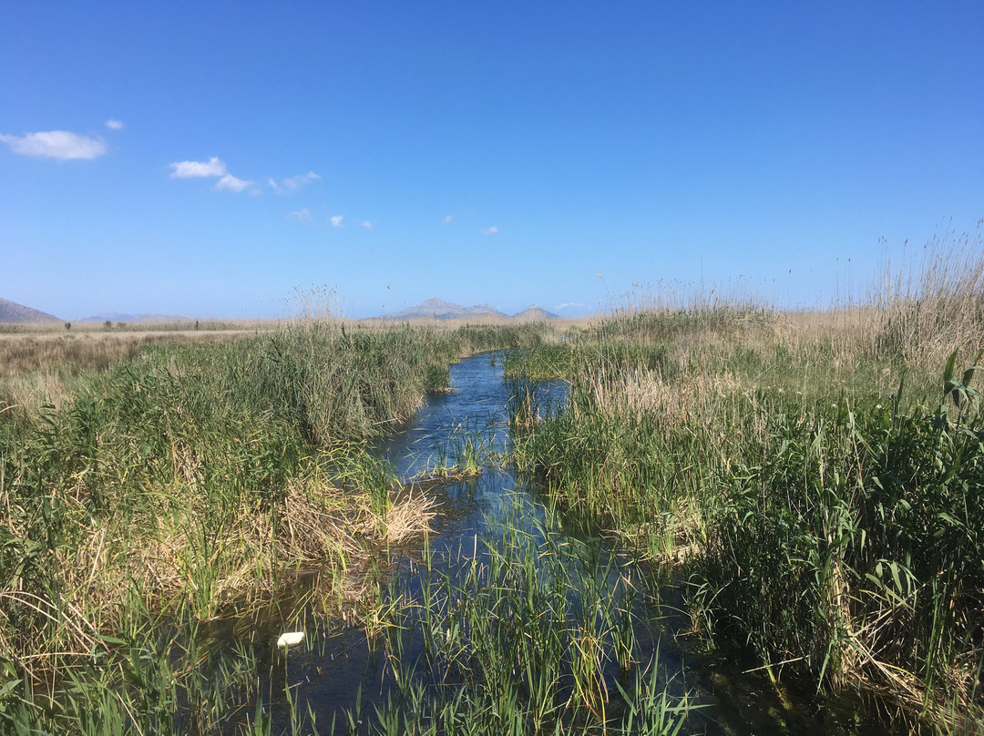 Parque Natural S'Albufera de Mallorca景点图片