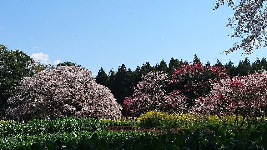 Yoshitaka no Ozakura-印西市必去景点