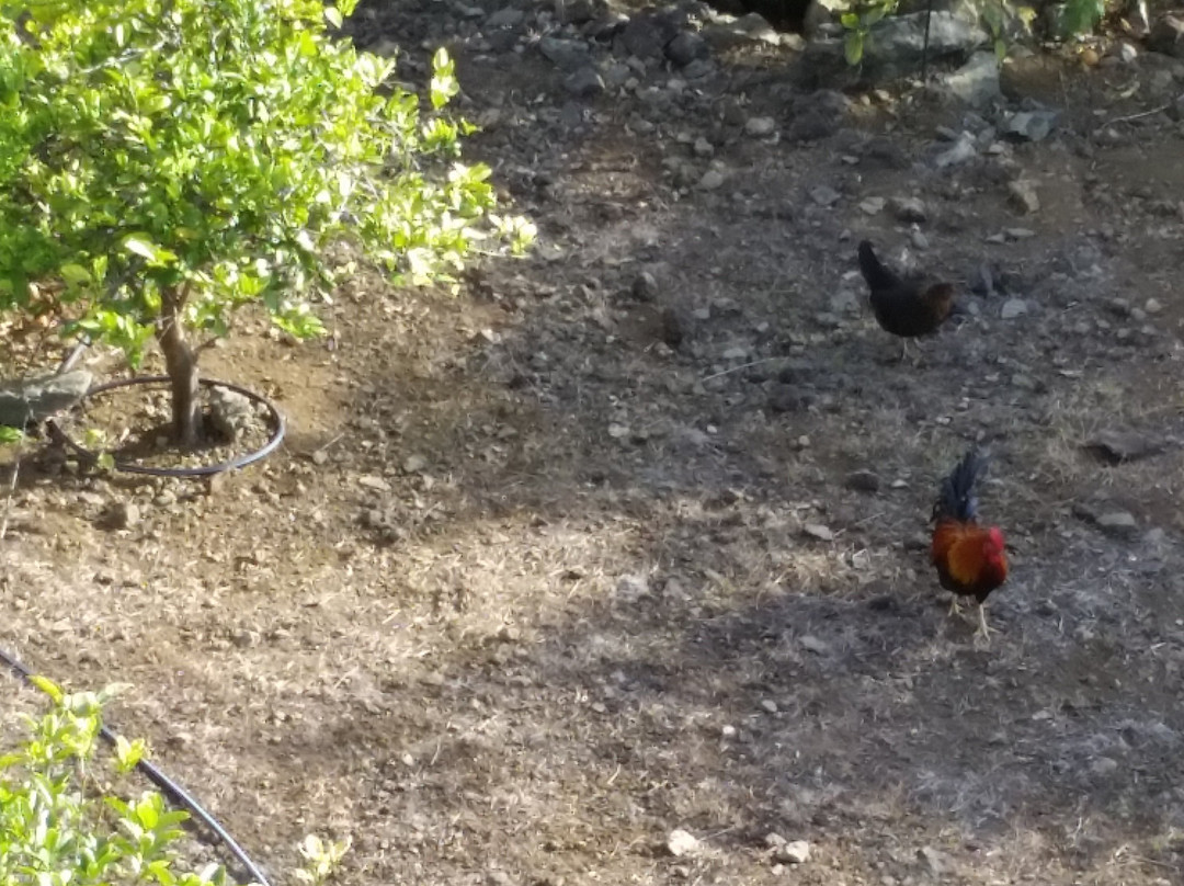 玛那哥酒店主图