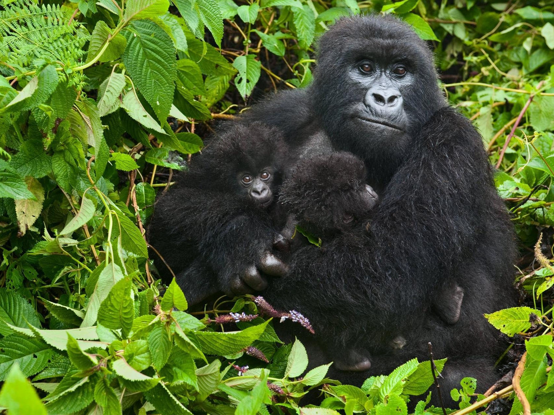 Vazquez Tours & Travel Ltd-吉佳利必去景点