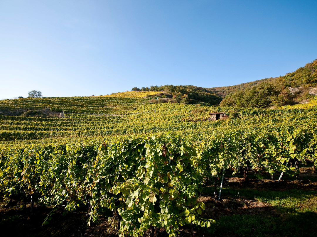 Weingut Tegernseerhof-都恩石必去景点