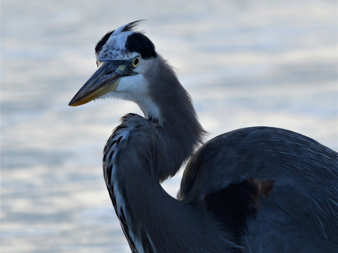 Best Western On The Beach主图