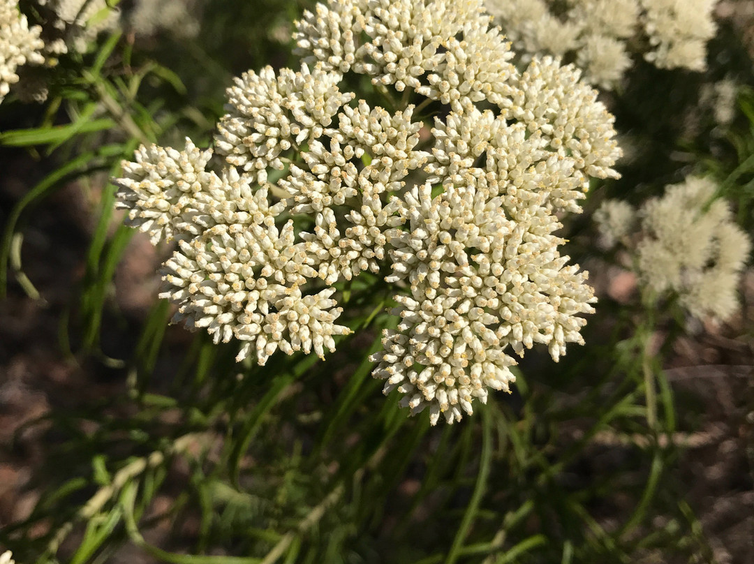 Traralgon South Flora and Fauna Reserve-特拉拉尔根必去景点