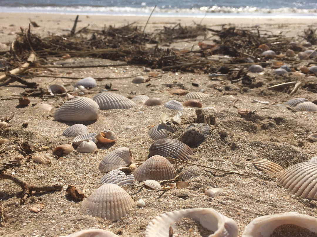 Rutherford Beach-Hackberry必去景点