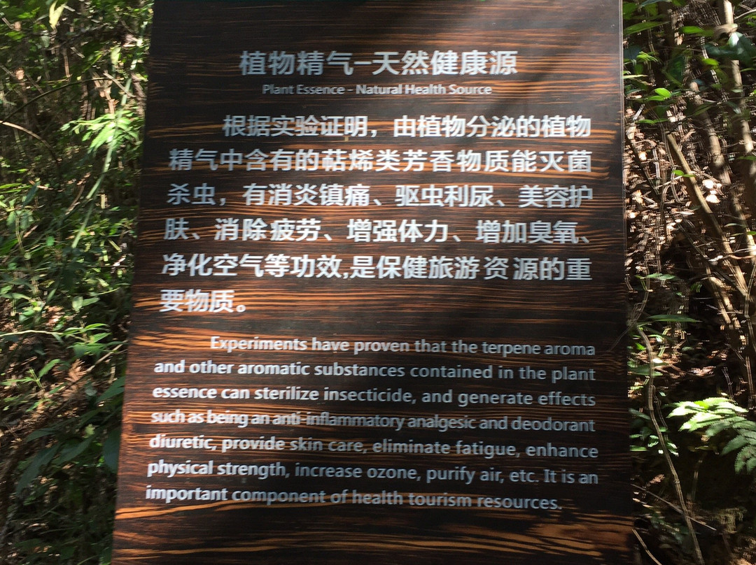 千岛湖森林氧吧-淳安县必去景点