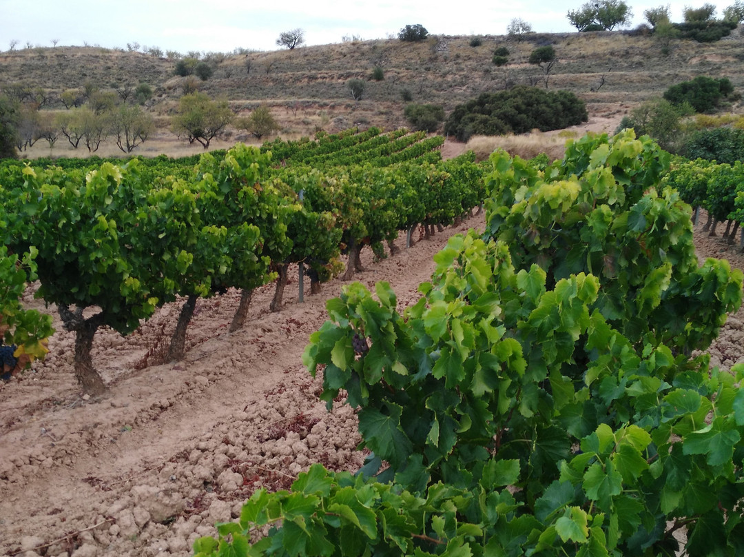 Bodegas Marques de Reinosa-Autol必去景点