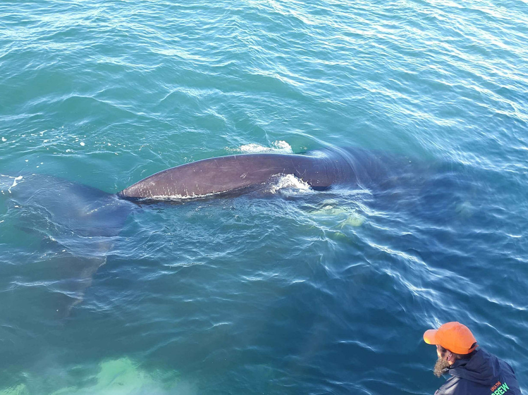 Whale Watching Hermanus-赫曼努斯必去景点
