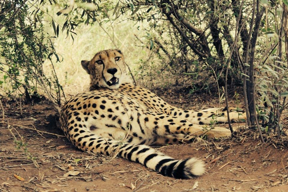 水堡旅游景点-Marakele Animal Sanctuary