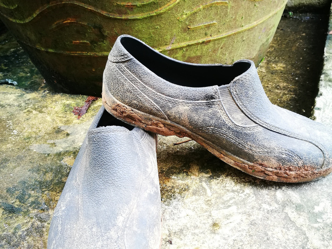 Borneo Orchard House主图