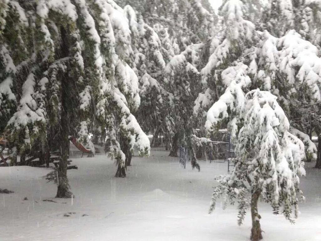 Aley Galil - wooden cabins in the forest主图