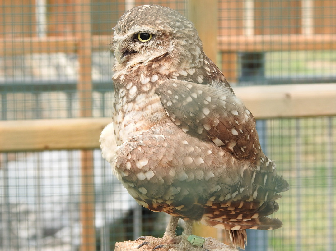 Saskatchewan Burrowing Owl Interpretive Centre-穆斯乔必去景点