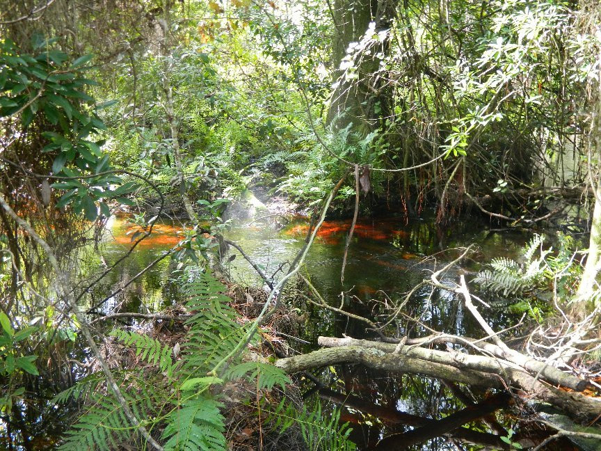 Bluefield Ranch Preserve-圣露西港必去景点