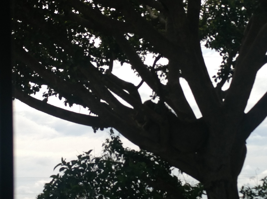 StarMount Safaris-坎帕拉必去景点