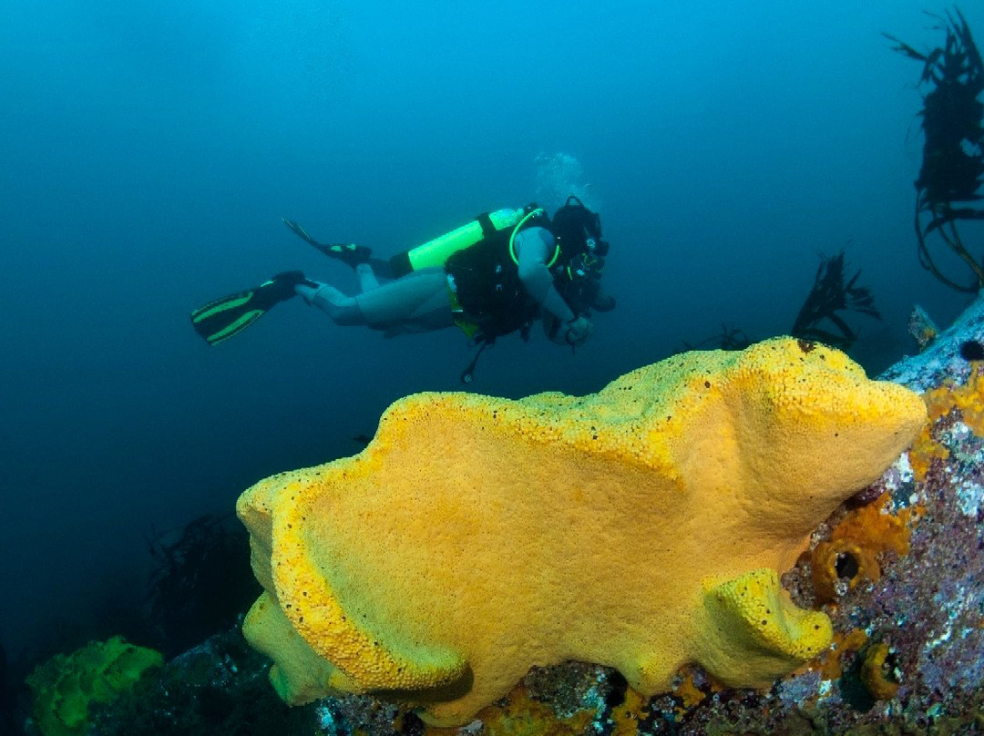 Pintarroja Dive Center景点图片