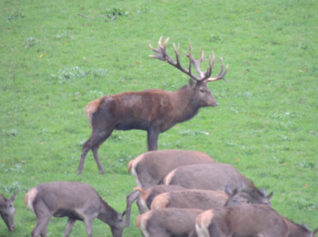 Gasthof Kleefeld主图