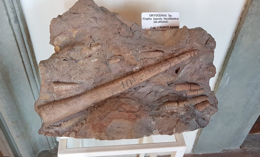 Museo Civico di Paleontologia景点图片