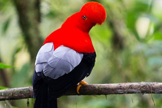 Tour Lek  Andean cock-of-the-rock (gallo de la peña)