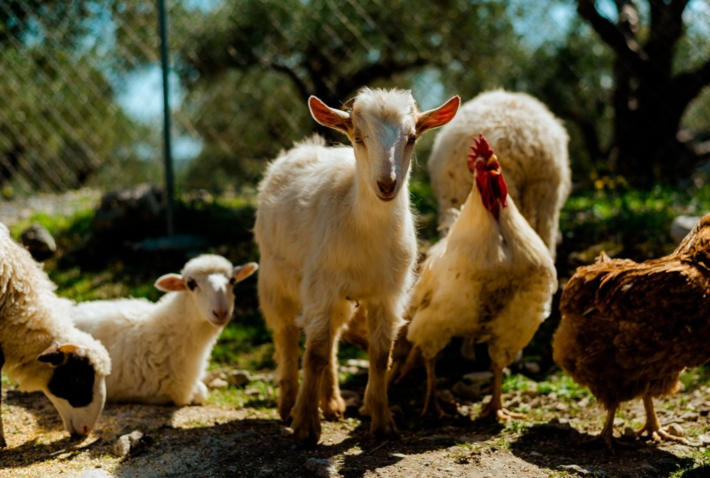 Kassaki Charcuterie-Galatas必去景点