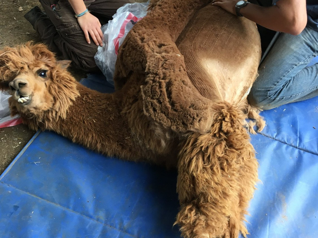 Pacabella Farm Alpacas & Boutique-Wirtz必去景点