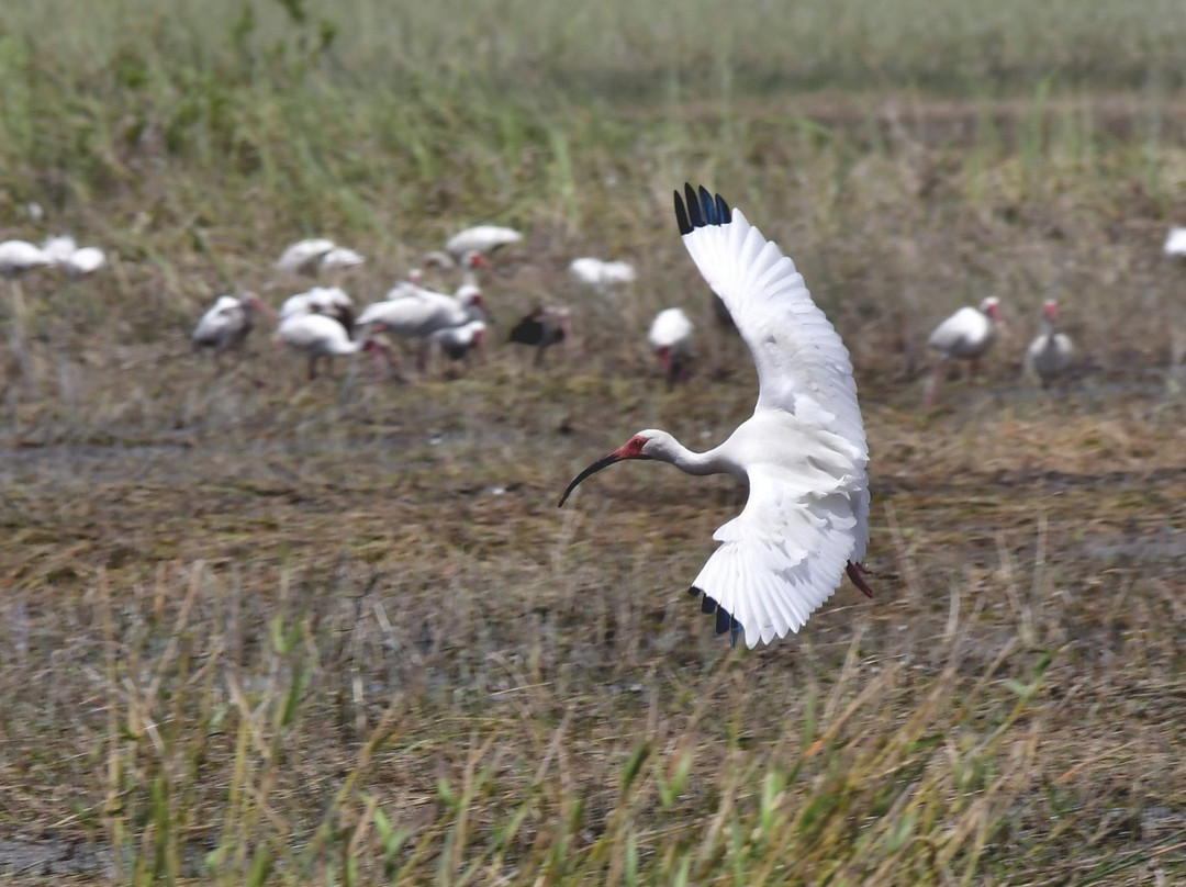 Everglades River of Grass Adventures景点图片