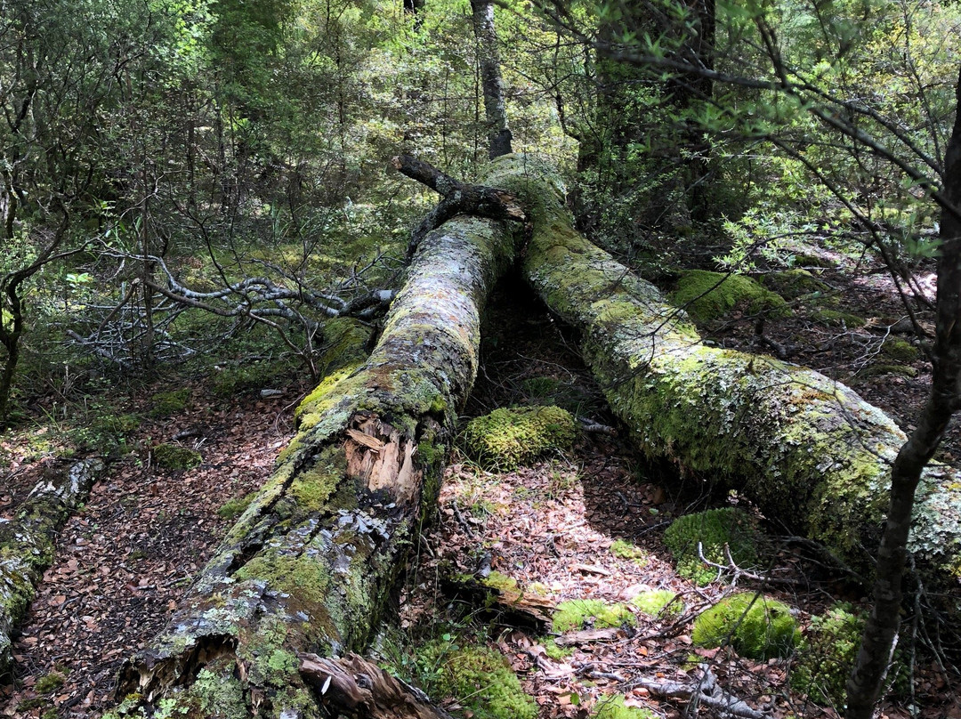 Rimutaka Forest Park景点图片