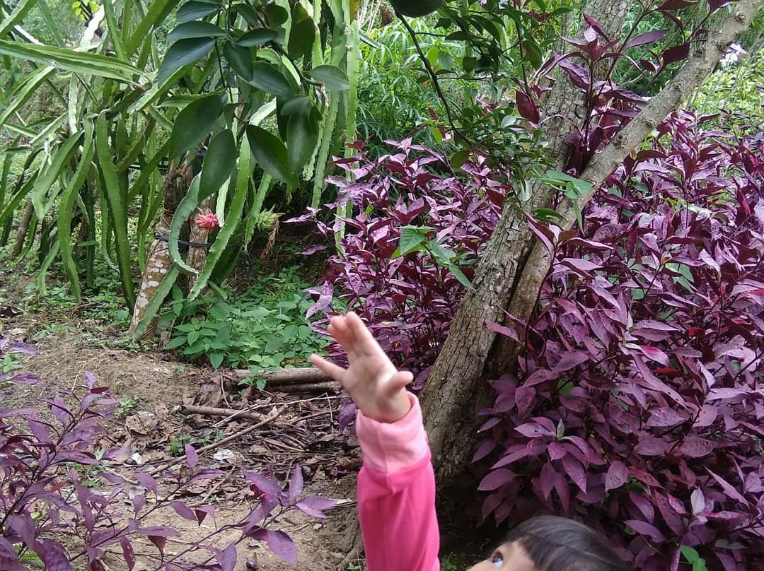 Waras Farm-芝勒贡必去景点