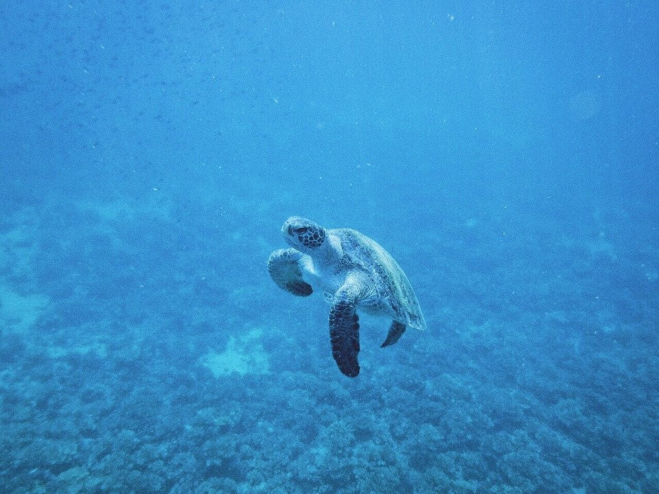 Watching Dolphin景点图片