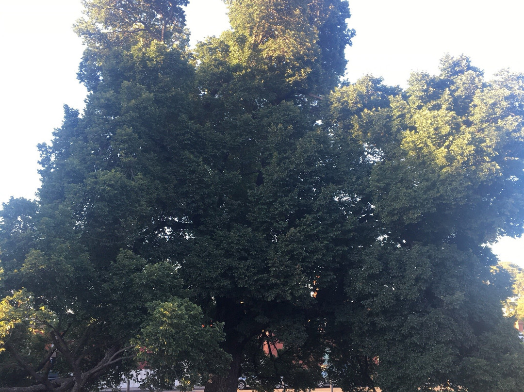 Golden Square Bicentennial Park景点图片