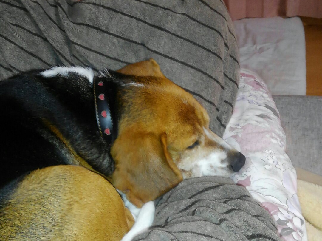 Coco壱番屋 石川津幡店主图