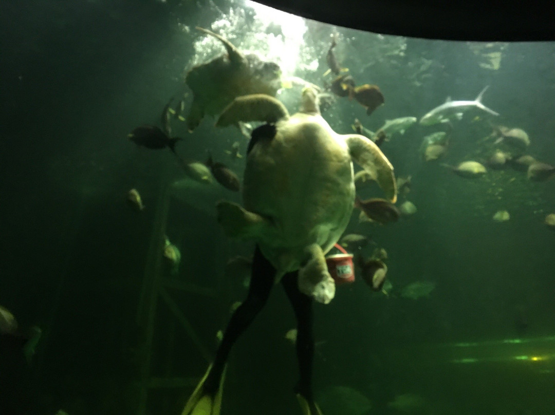 Songkhla Aquarium景点图片